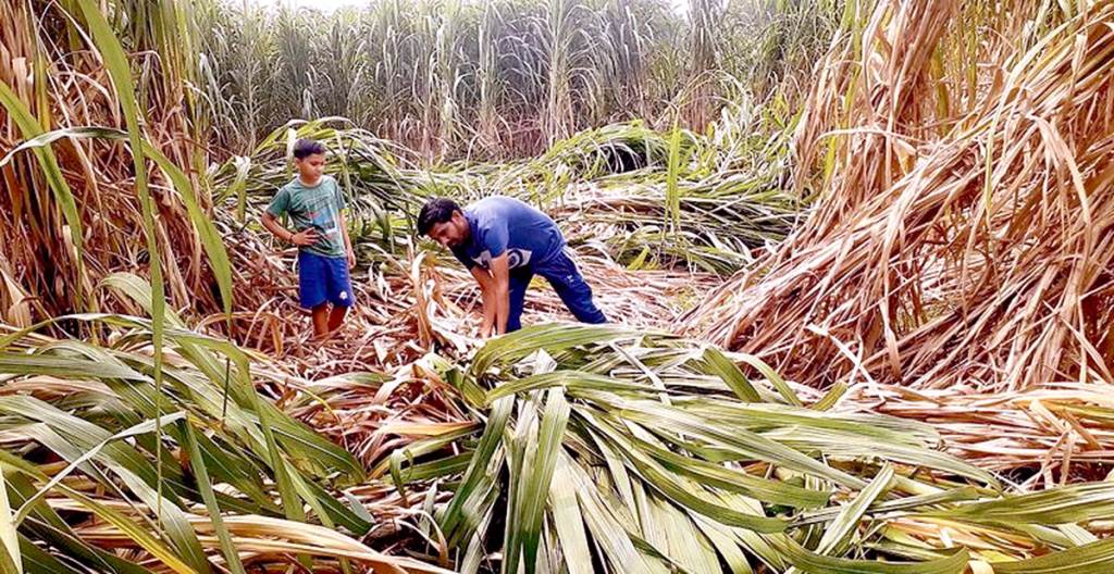 Punjab government increases sugarcane price by Rs 15